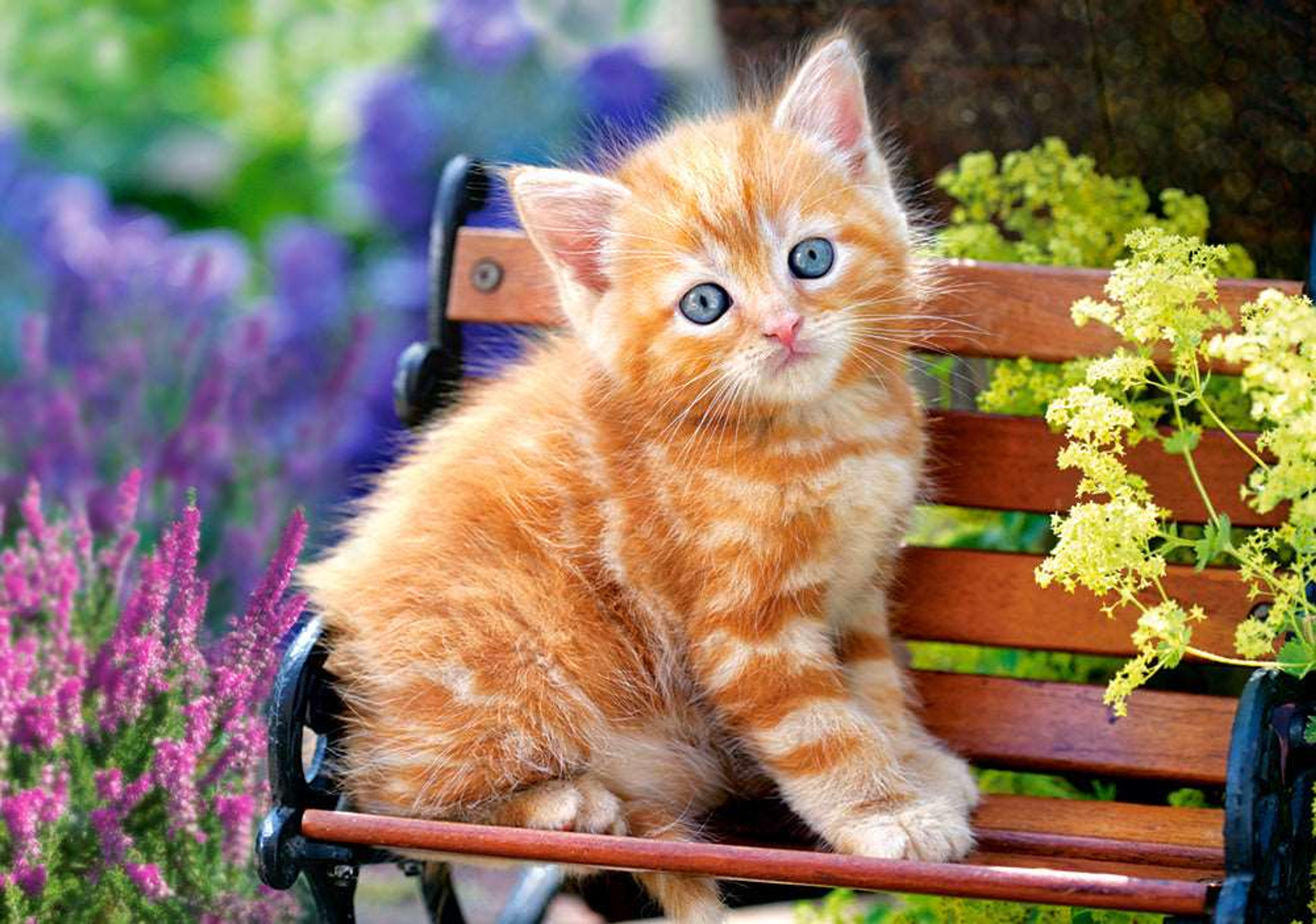 Jigsaw Puzzle 500 Piece Assembled Size 18.50 x 13.00 Inches Color Cute Kittie Among Flowers Material Paper Usage Improves Memory and Problem Solving Skills