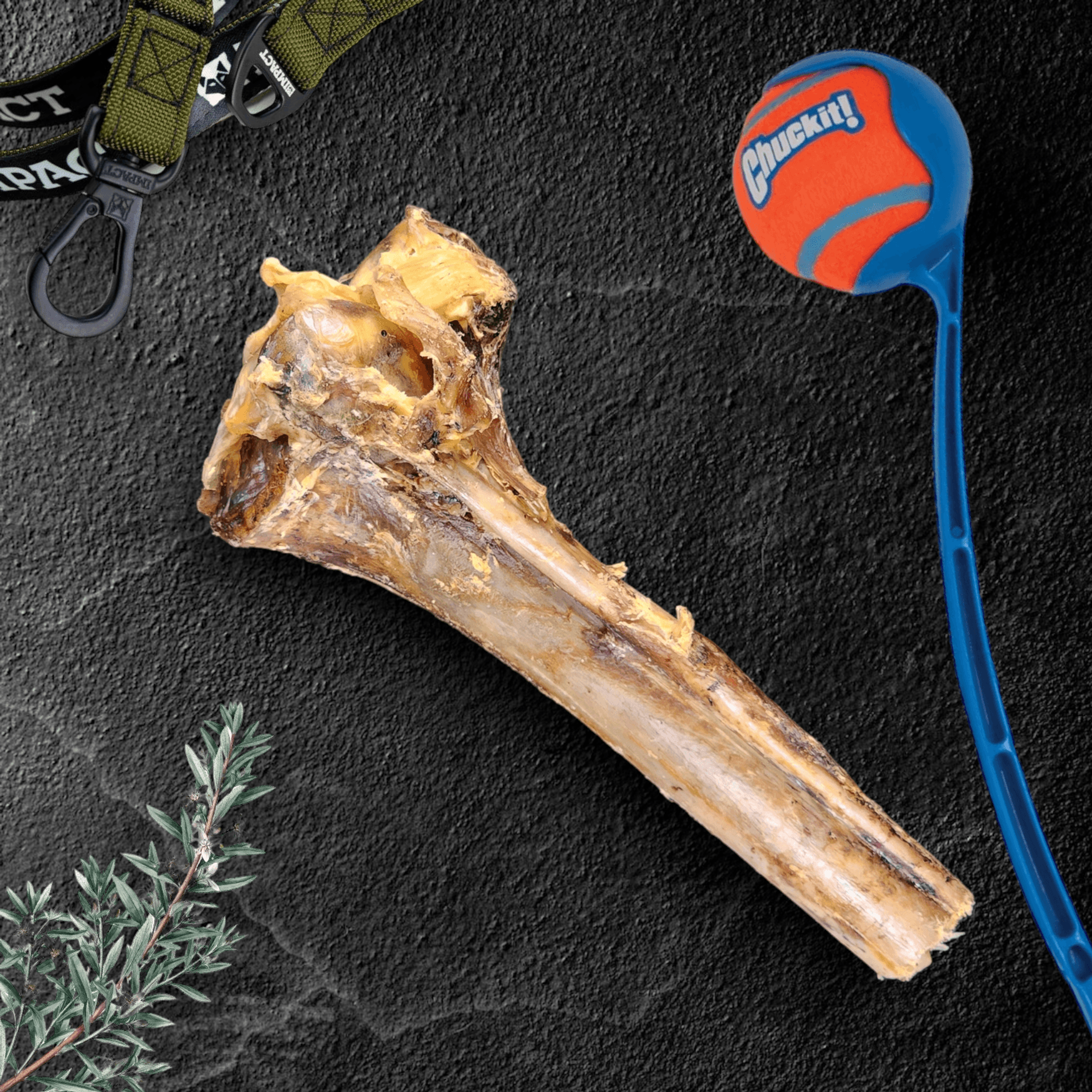 Large Ostrich Cane : The Ultimate Long-Lasting Chew for Medium, Large & XL Dogs Image 1