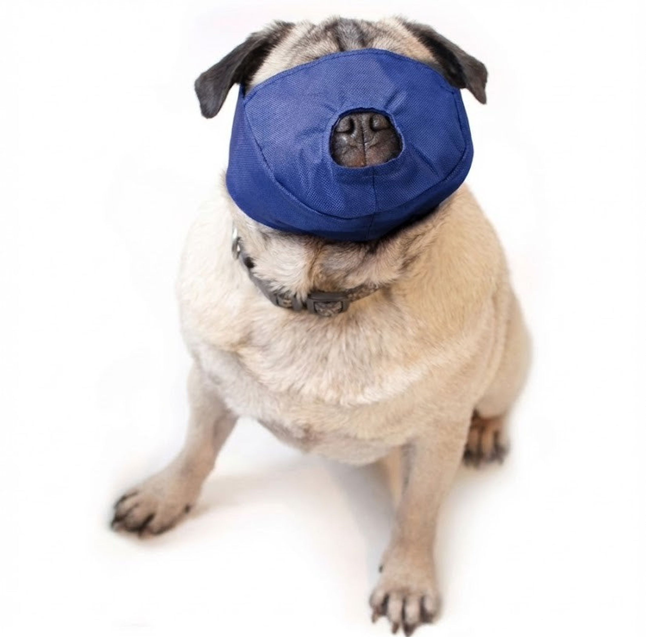 The Brachycephalic Quick Muzzle - Pug Snout Small Blue