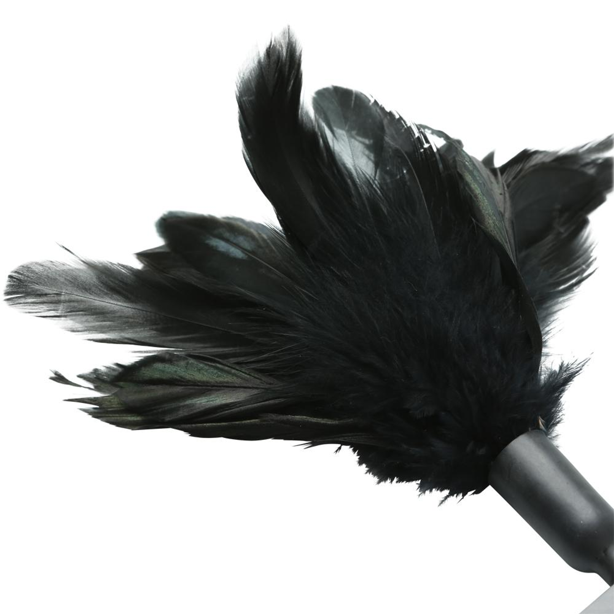 Explore STARBURST FEATHER BLACK