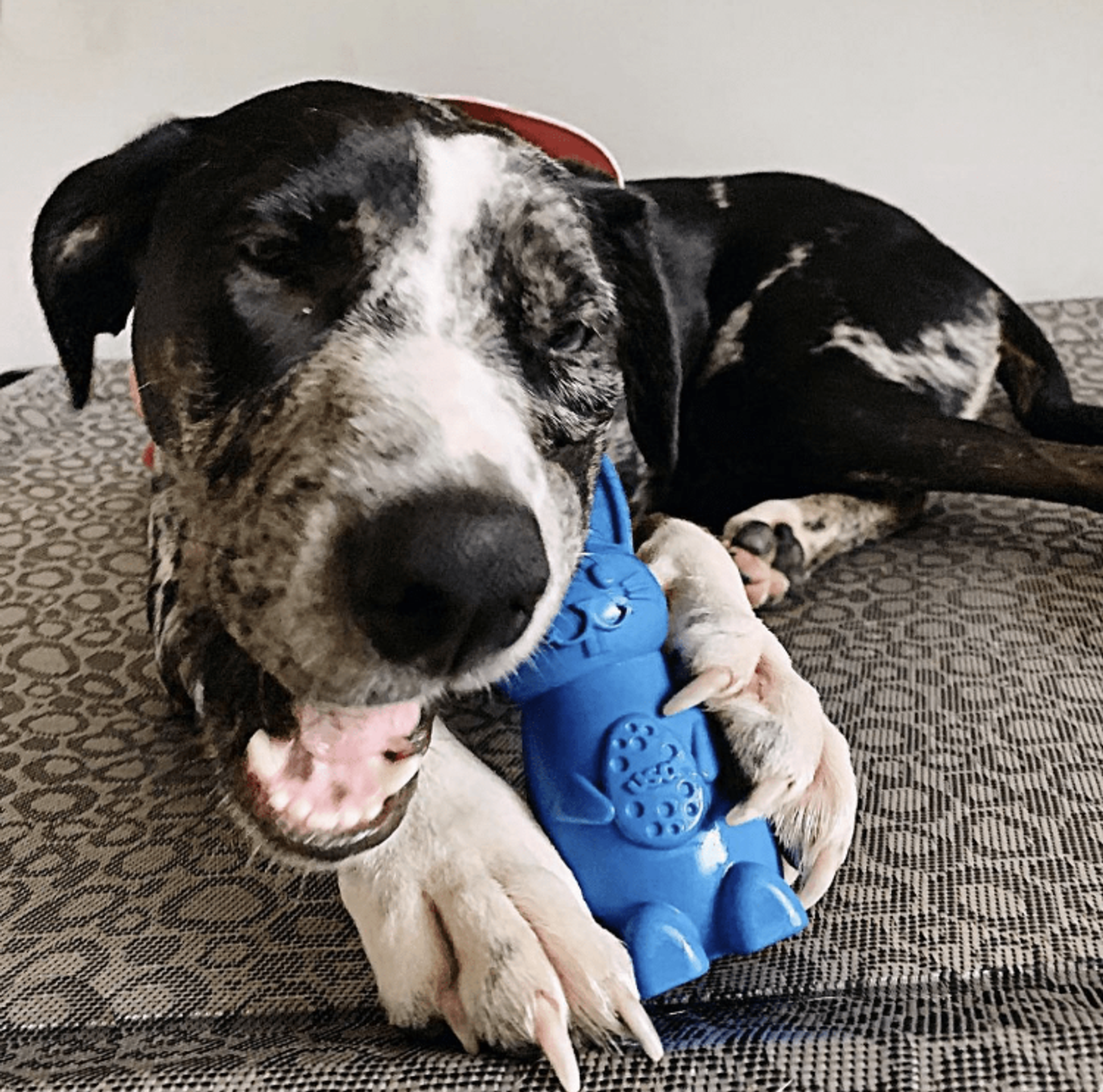 Nylon Chew Toy for Dogs Reduces Problem Behaviors Enrichment Toy Durable Design Hollow Shape Suitable for Heavy Chewers and Aggressive Chewers