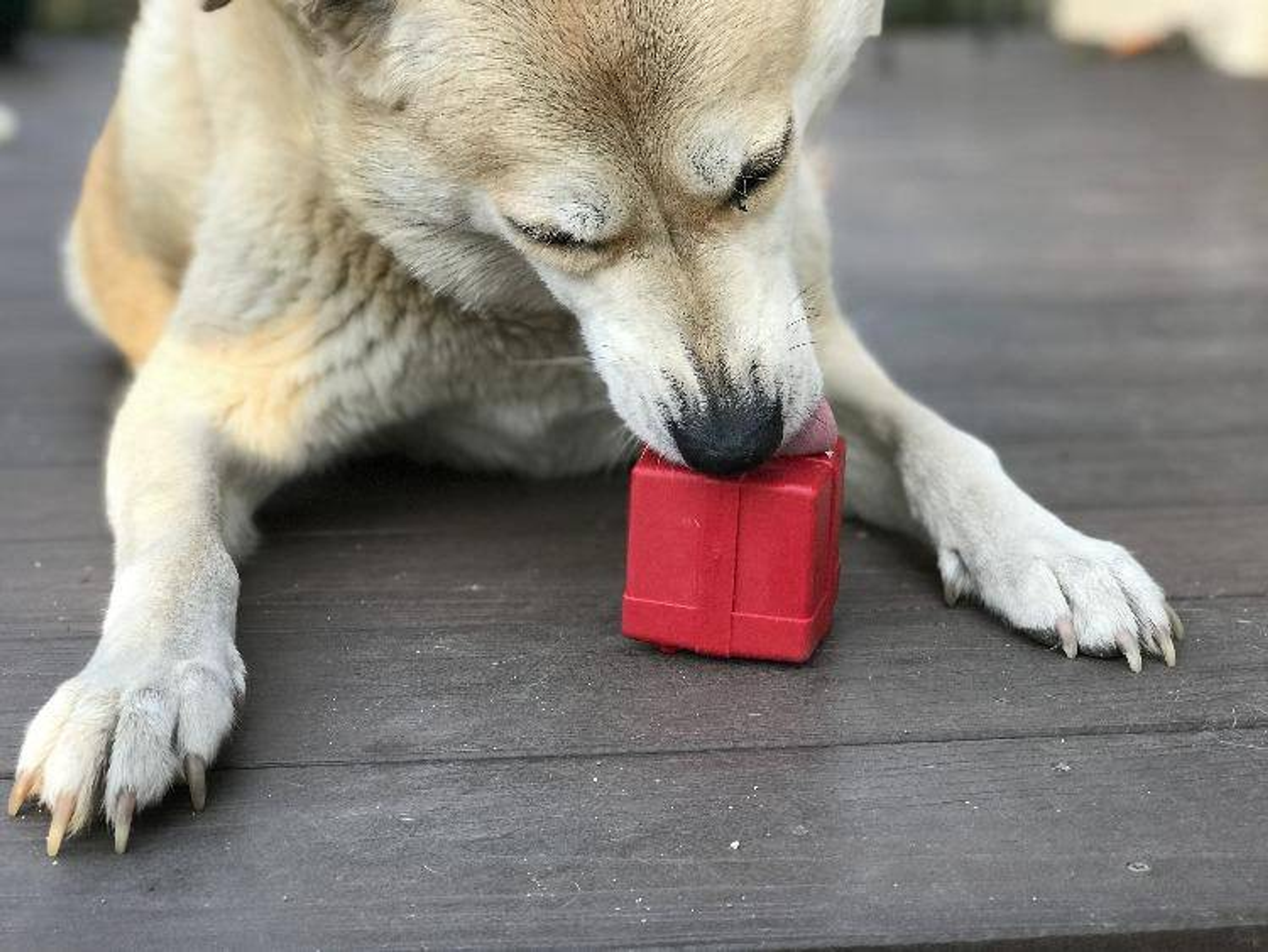 Chew Toy Treat Dispenser Durable Rubber Large 2.75 Inches Tall 2.75 Inches Wide 8.9 Ounces For Dogs 30-50 Pounds USA Made
