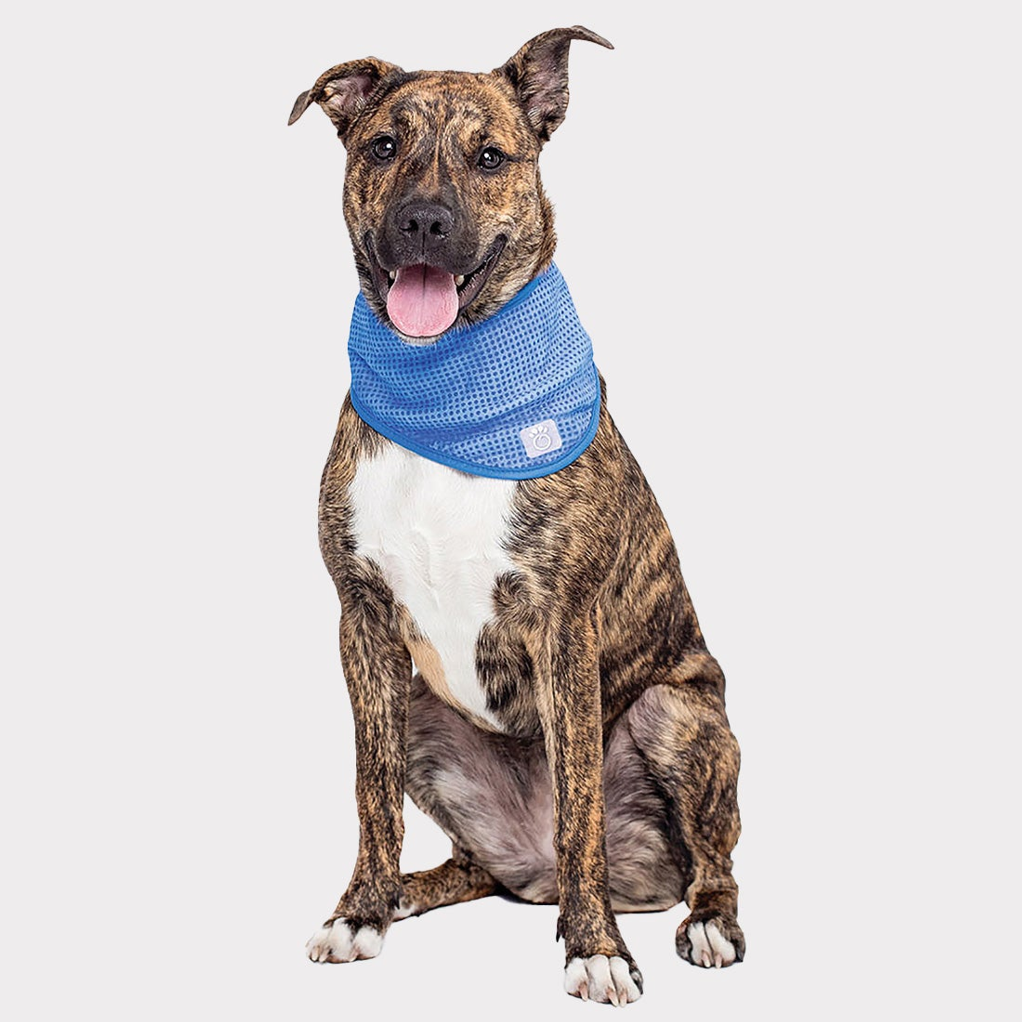 GF Pet  Ice Band Image 1