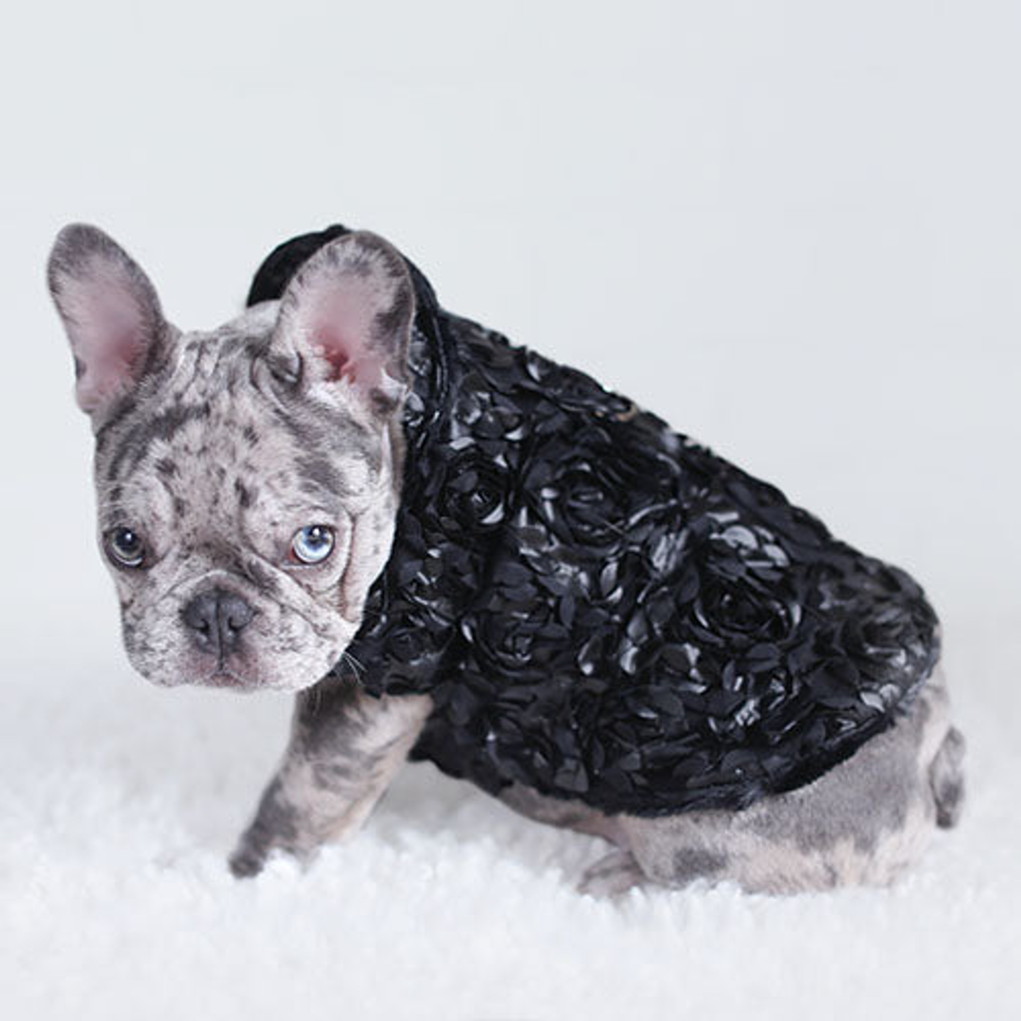 Victorian Dog Coat Image 1