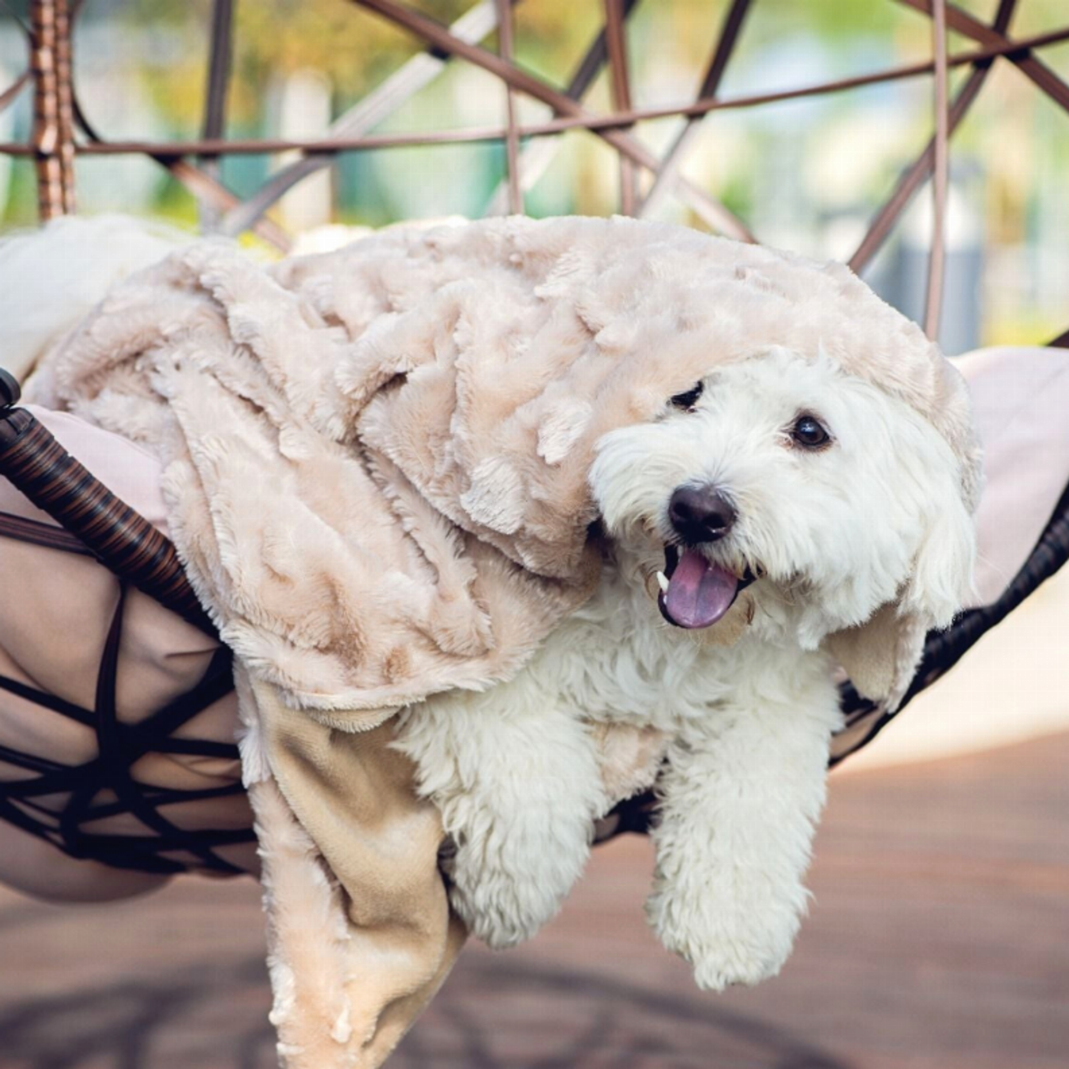Velvet Blanky Pet Blanket Image 1