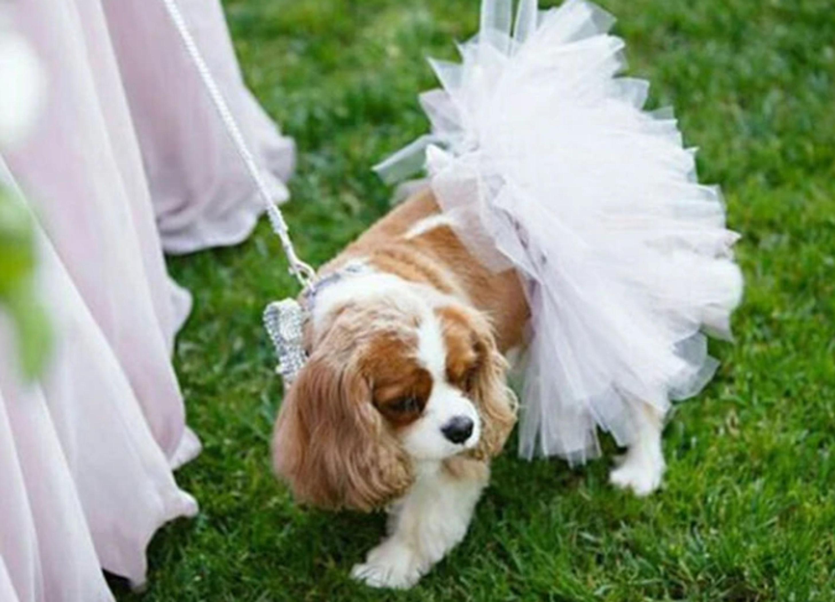 White Bridal Dog Tutu Skirt (XS) Image 1