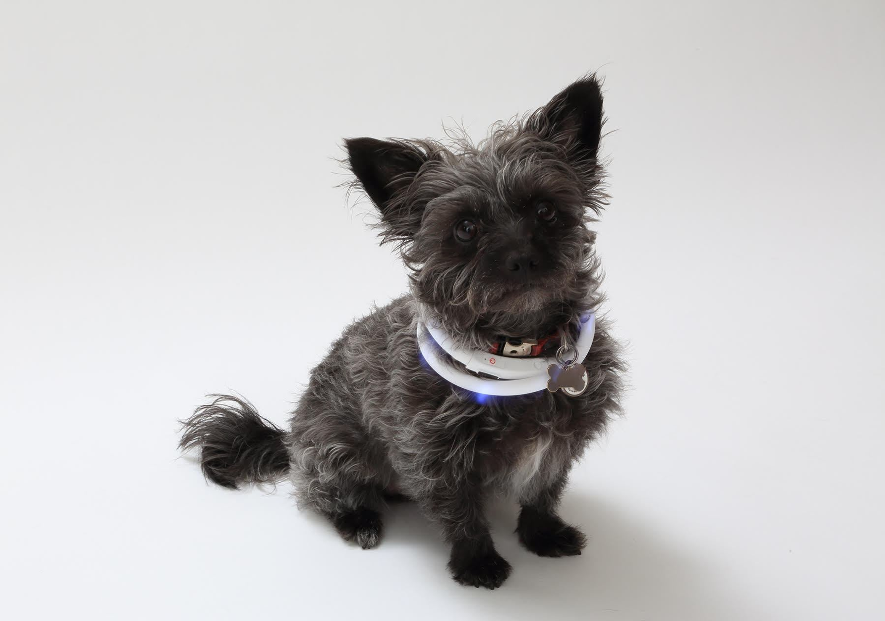 Silicone Cuttable LED Illuminated Dog Collar - USB Rechargeable Image 1