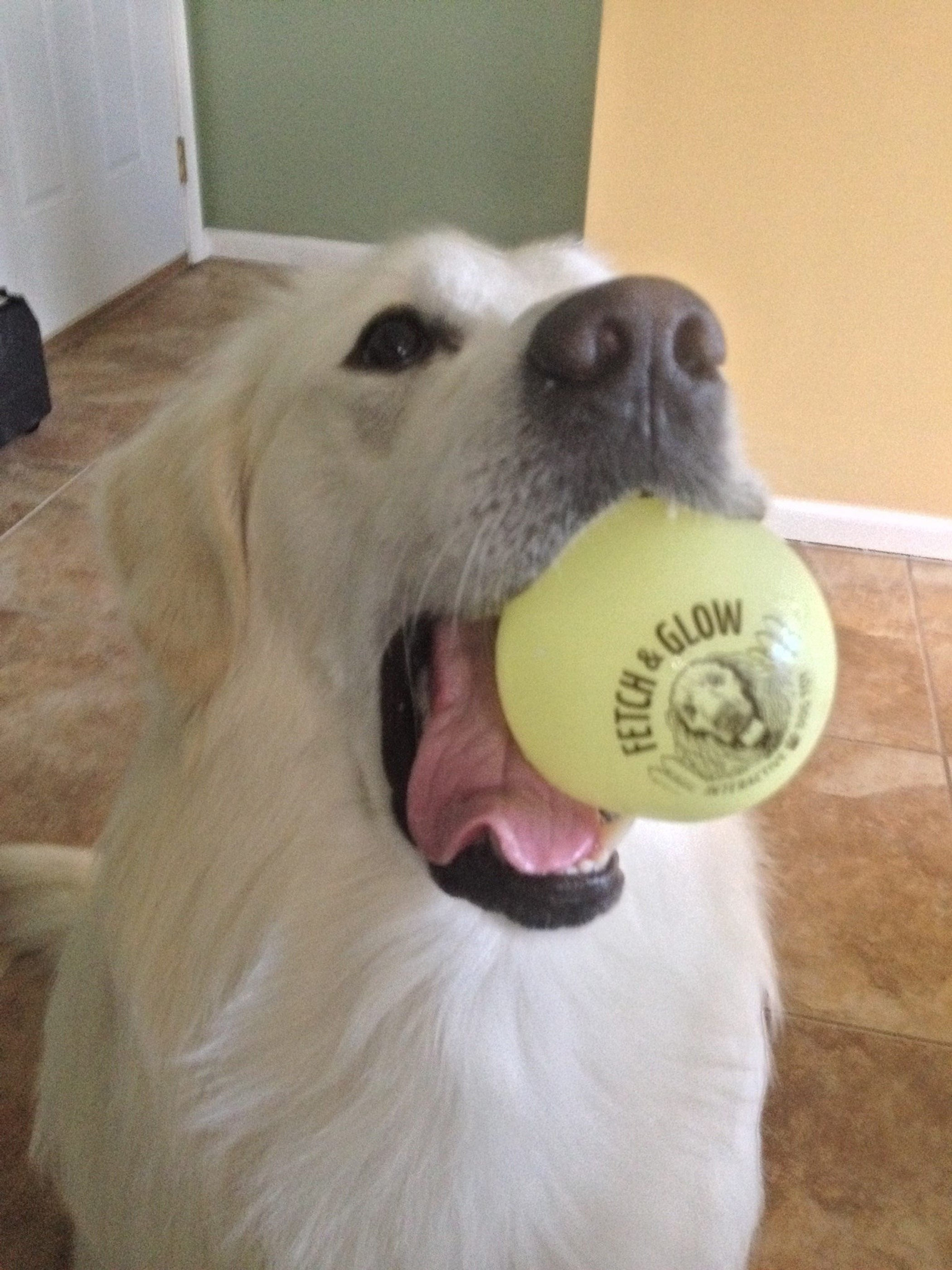 Fetch & Glow Balls Image 1