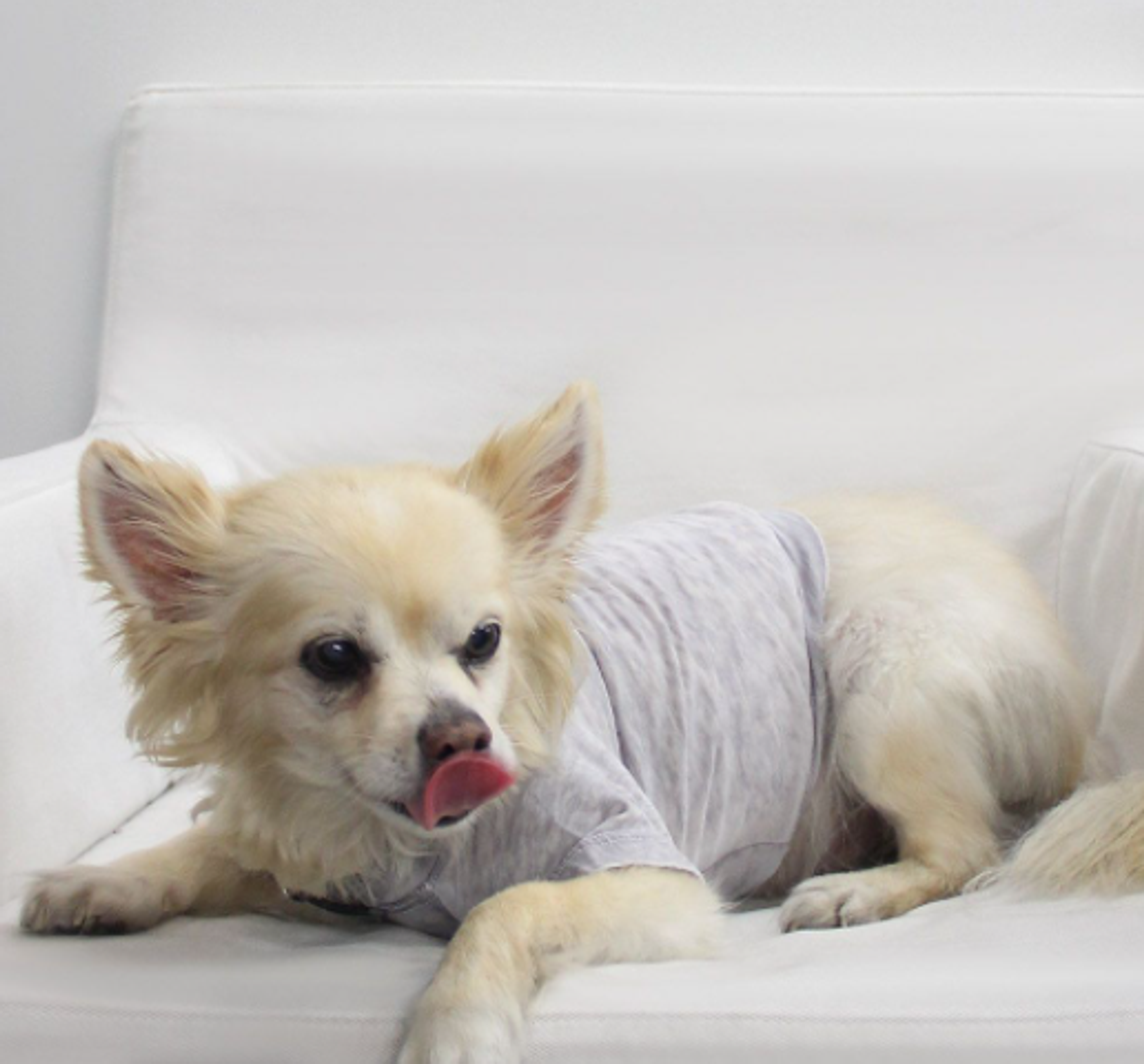 Doggy Tee Image 1