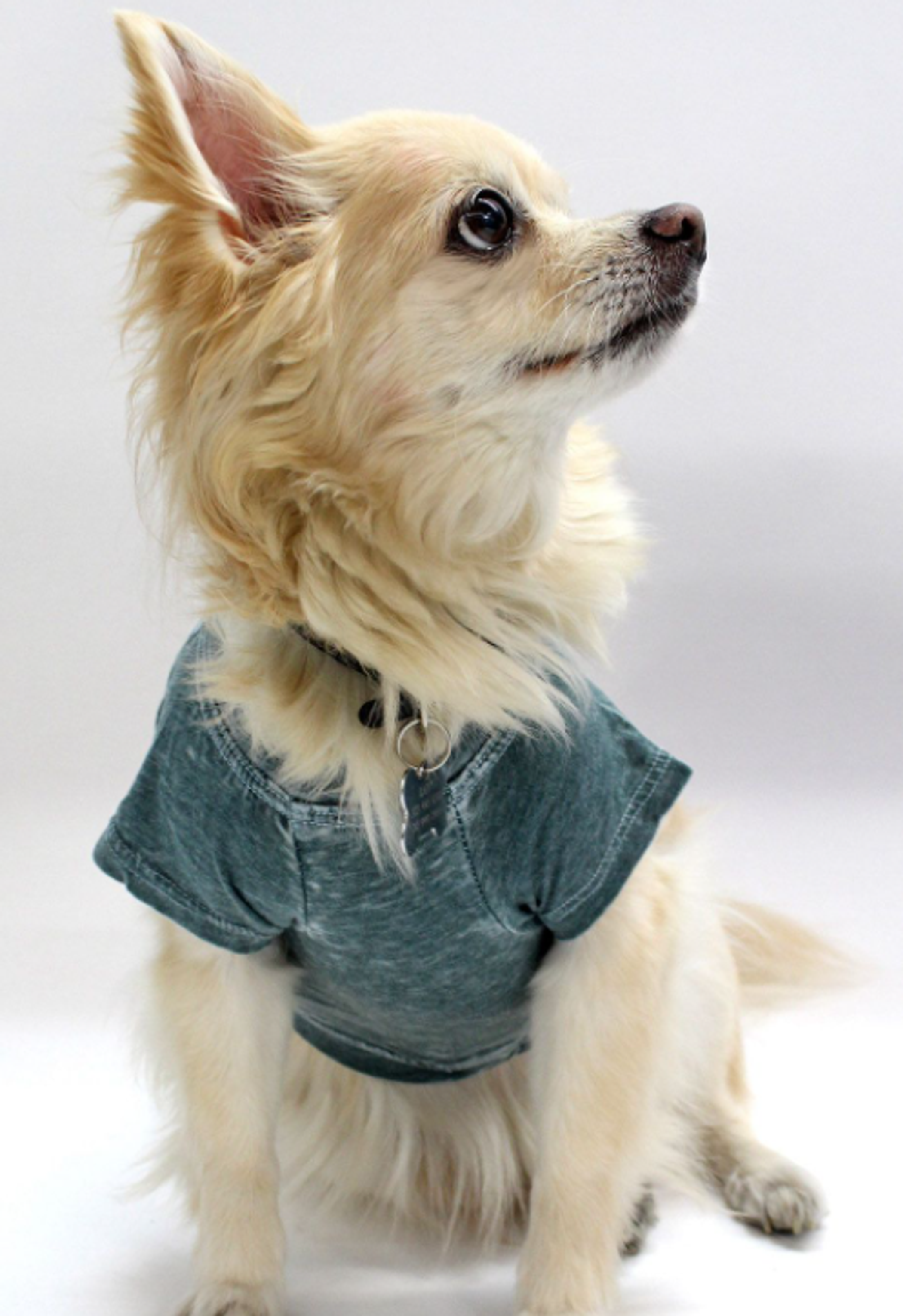 Doggy Tee Image 1