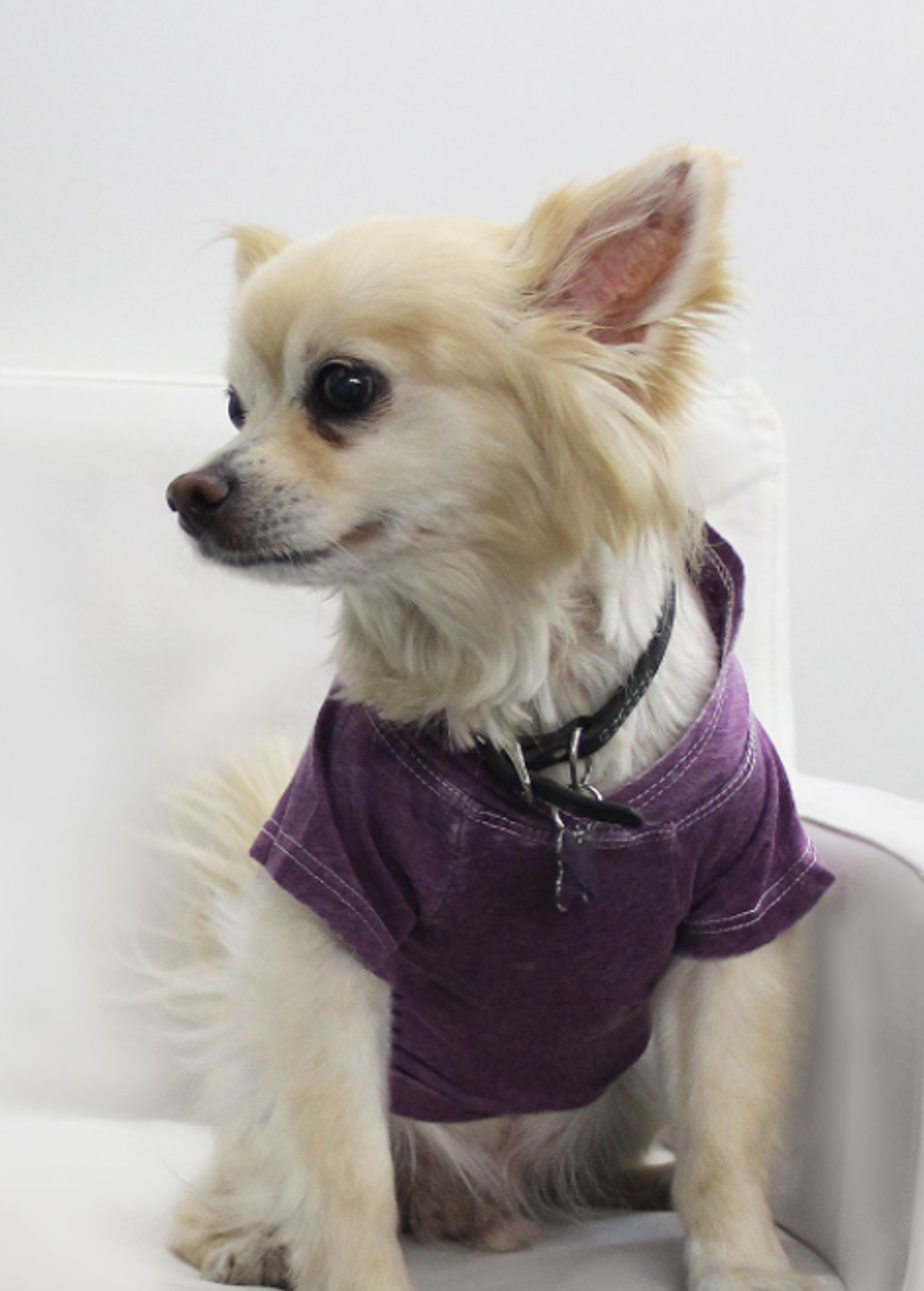 Doggy Hoodie Image 1