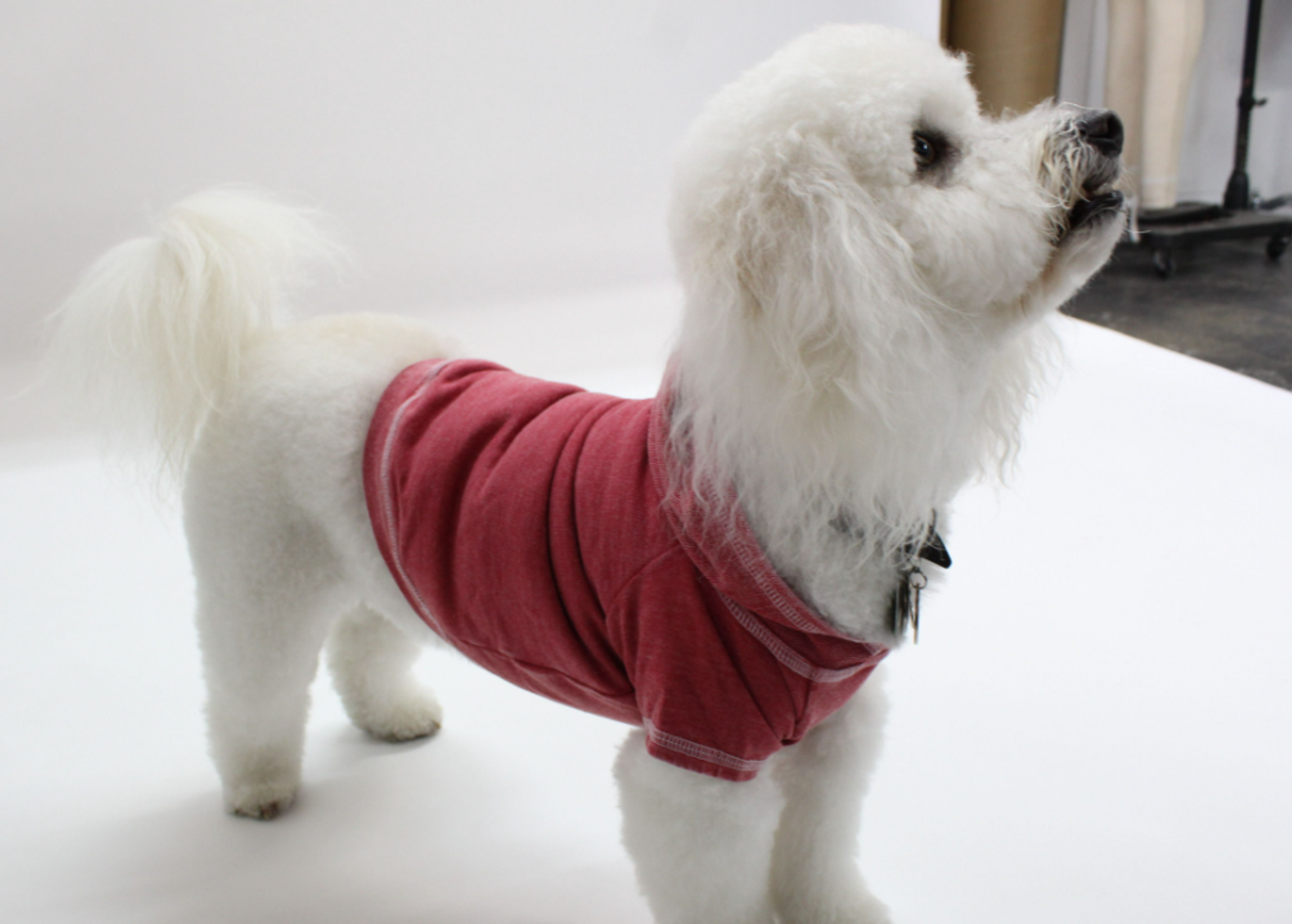 Doggy Hoodie French Terry Image 1
